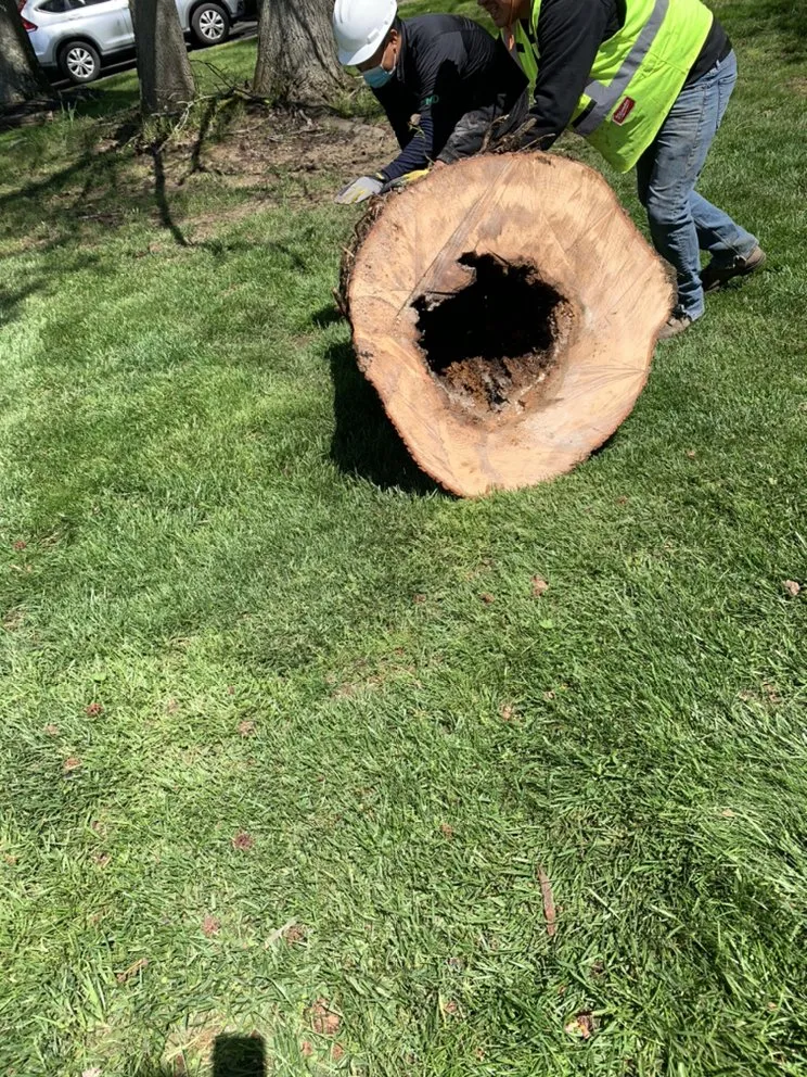 Expert landscaping services for beautiful yards in Plainfield, NJ by SNG Tree Service