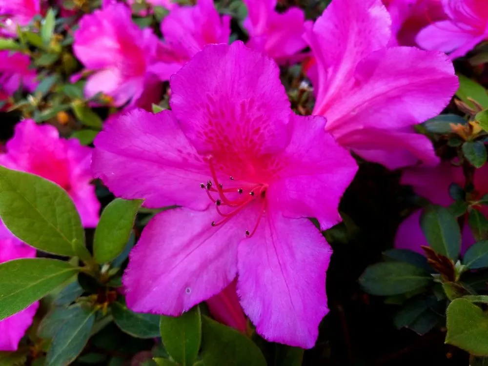 Local lawn care service in Chesapeake, VA - Snipes Lawn & Landscaping