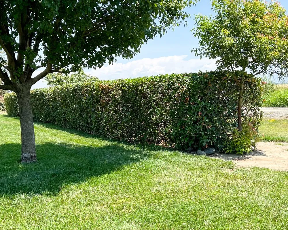 Professional landscaping services in Princeton, CA by Snippers Lawn & Yard