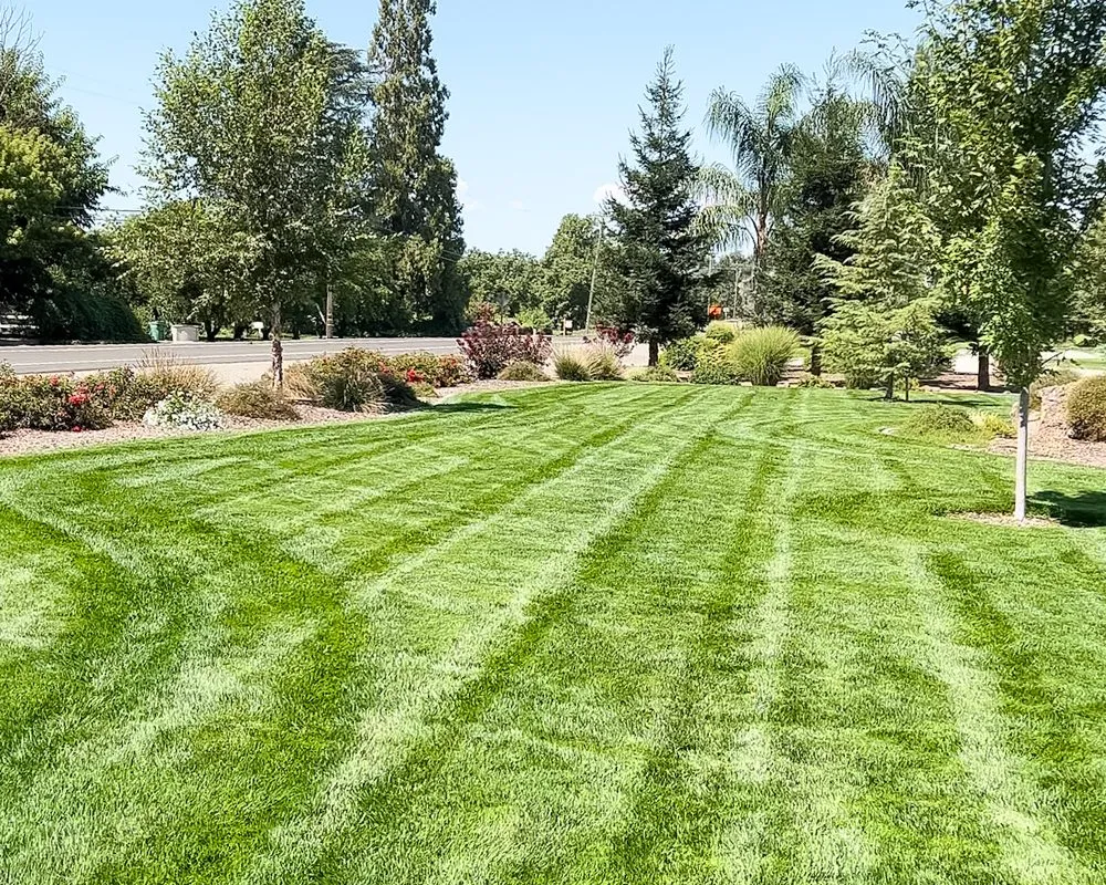 Reliable yard cleanup service in Princeton, CA - Snippers Lawn & Yard