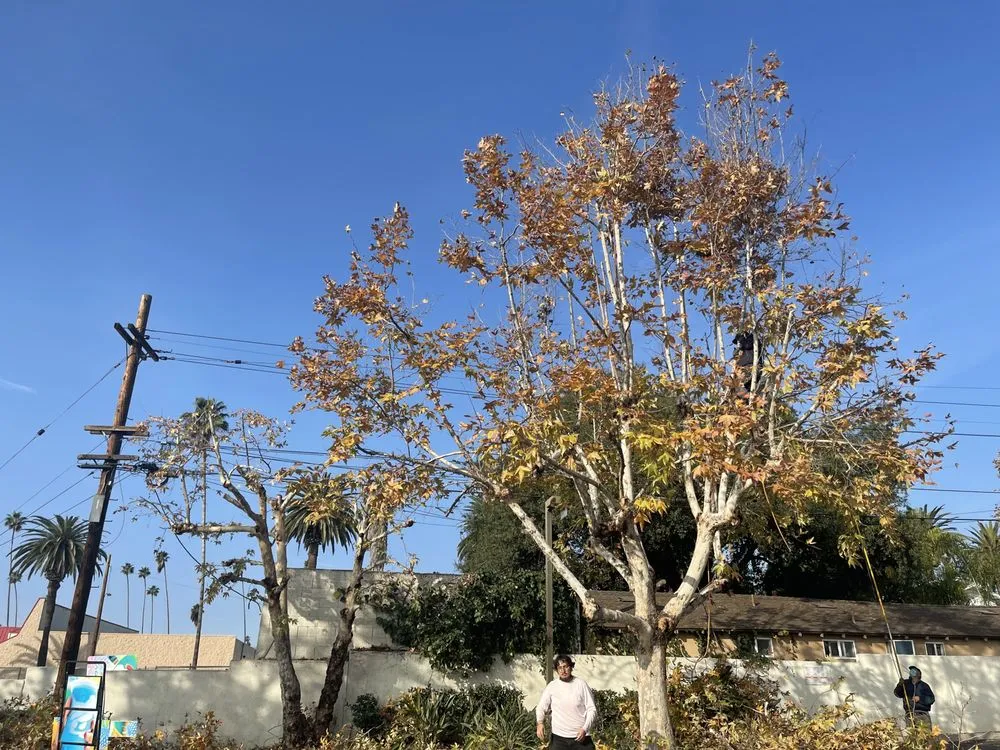 Expert yard cleanup service in Monrovia, CA by SNL Tree Services & Landscaping