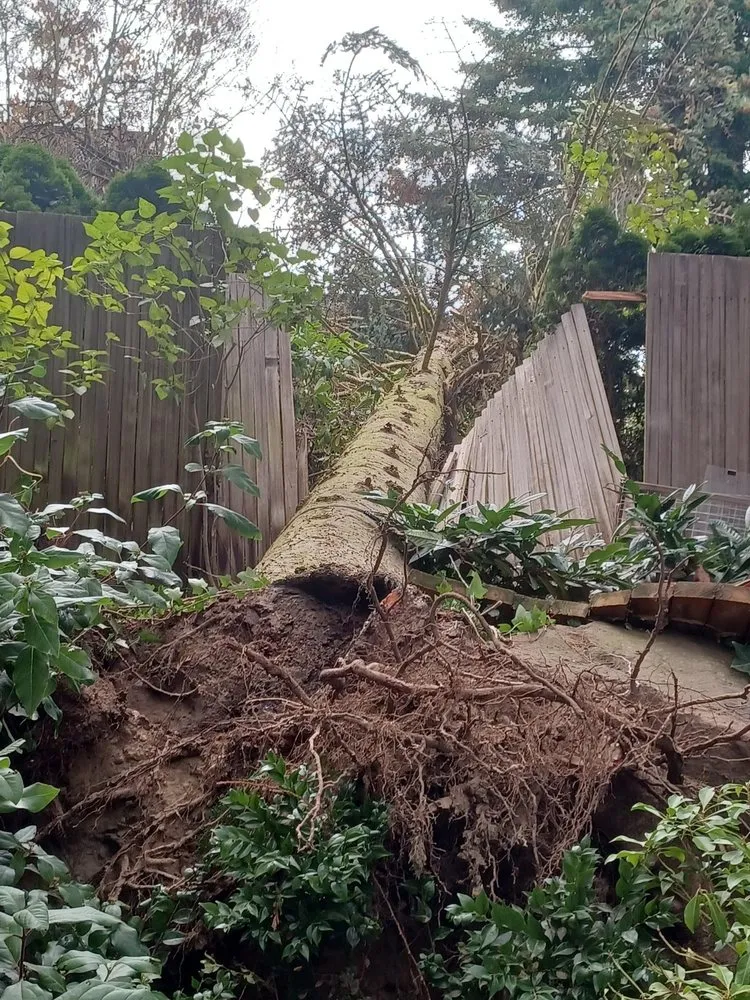 Local lawn care service for outdoor upgrades across Bothell, WA - Sno-King Stump Grinding