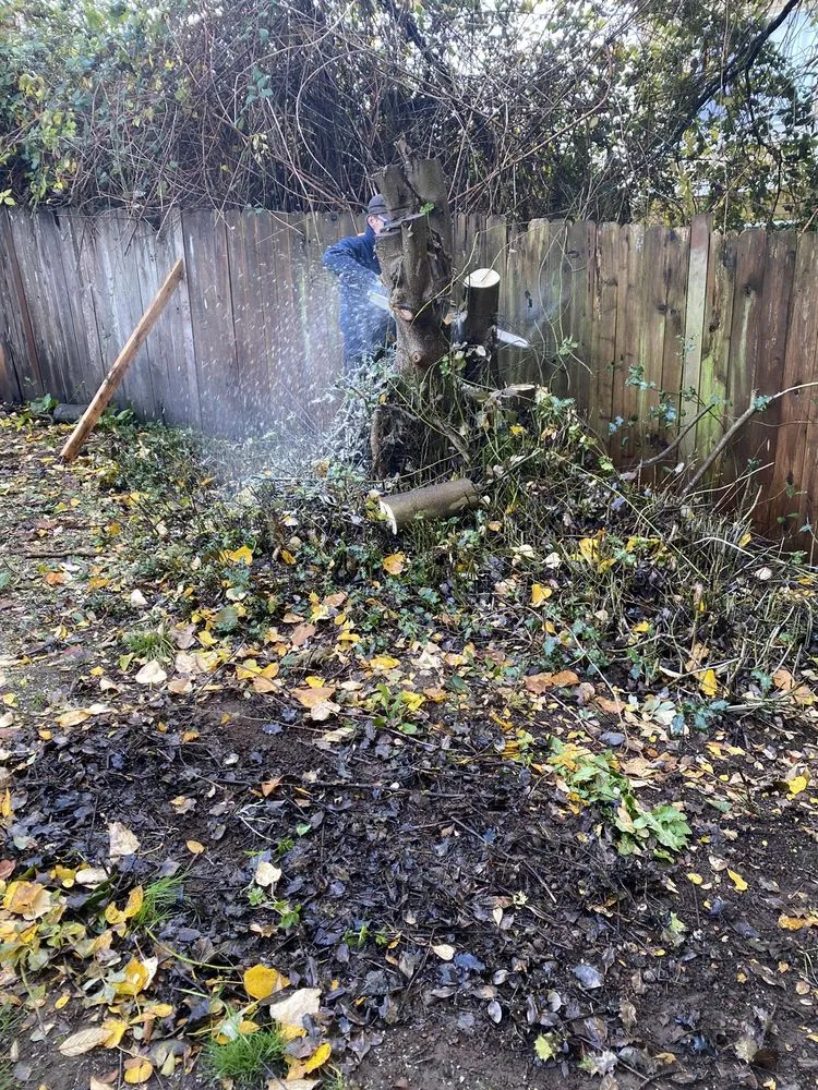Affordable yard maintenance in Bothell, WA by Sno-King Stump Grinding