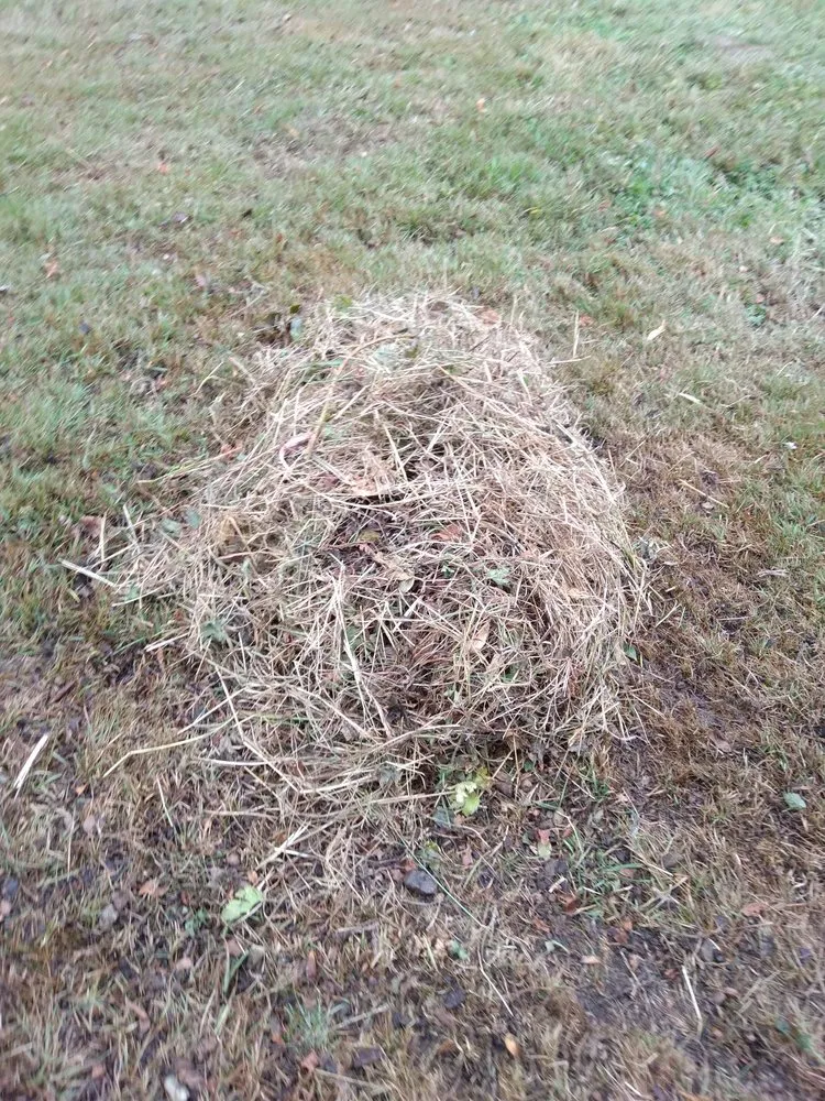 Reliable lawn care service for beautiful yards across Arlington, WA - Snohomish County Home and Landscape Service LLC