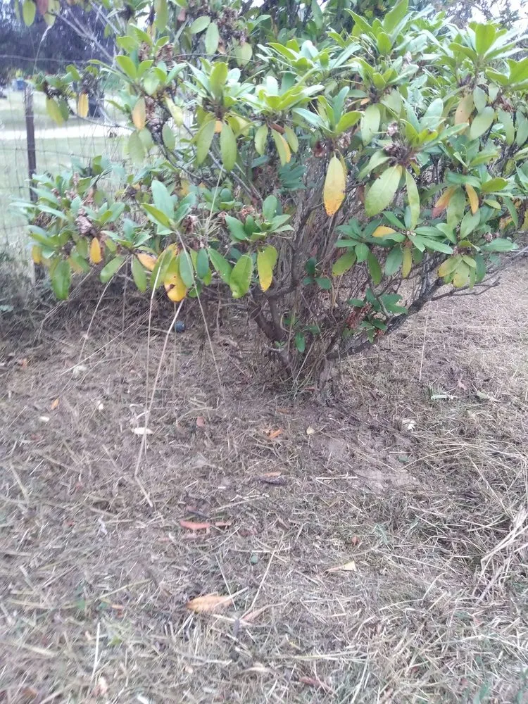 Custom lawn care service in Arlington, WA by Snohomish County Home and Landscape Service LLC