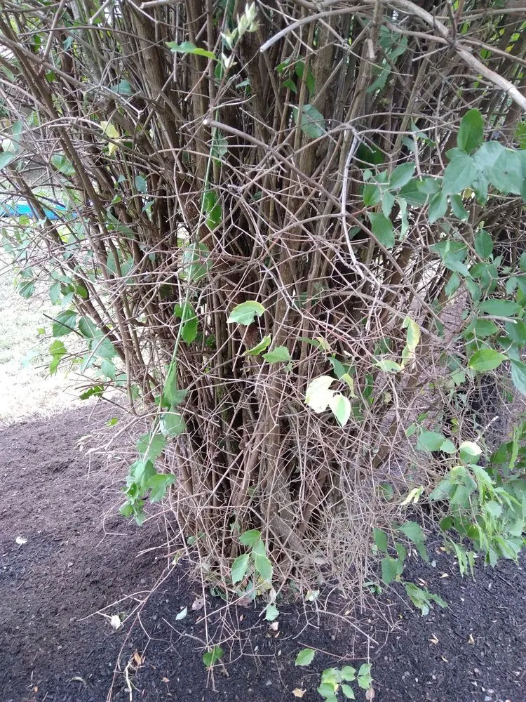 Local garden landscaping with custom design across Arlington, WA - Snohomish County Home and Landscape Service LLC