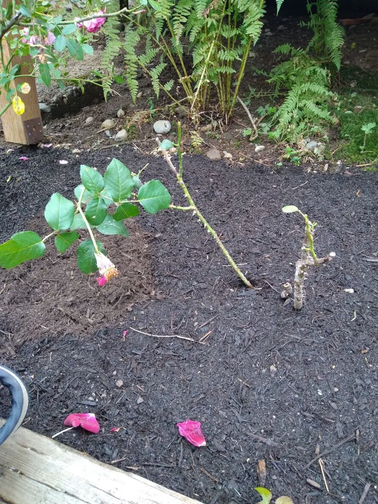 Local yard cleanup service for homes across Arlington, WA - Snohomish County Home and Landscape Service LLC