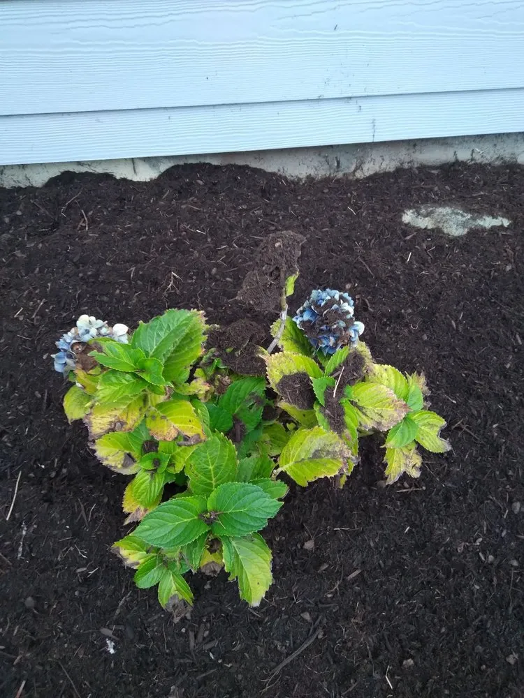 Custom residential landscaping for outdoor upgrades across Arlington, WA - Snohomish County Home and Landscape Service LLC