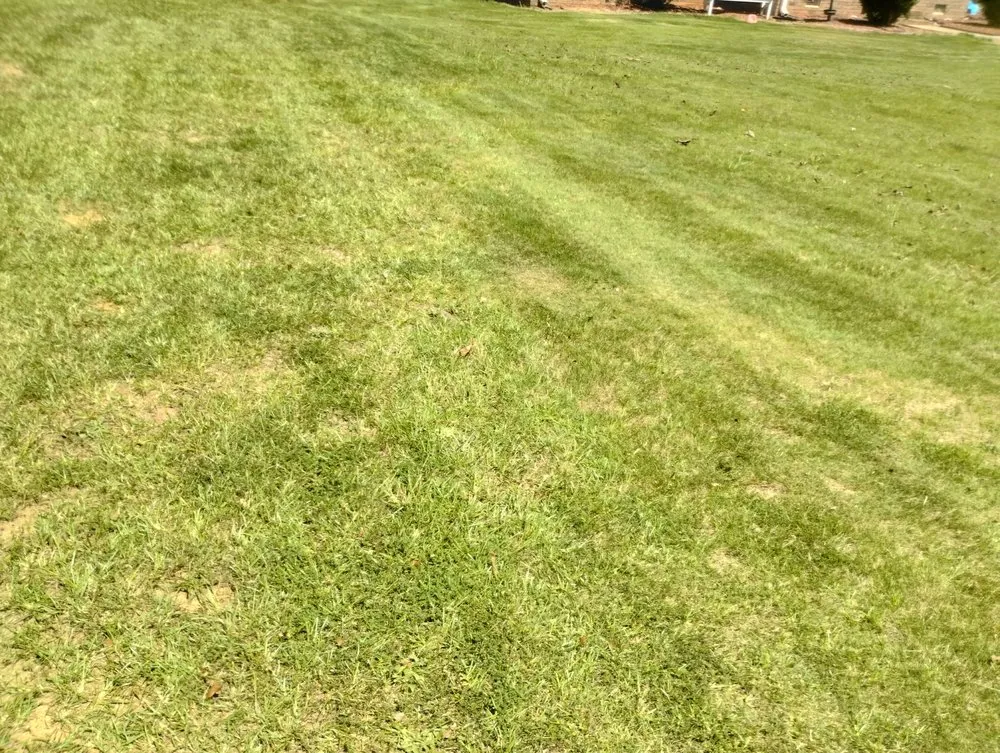 Expert yard cleanup service experts serving Anderson, SC - Snow Cleaning