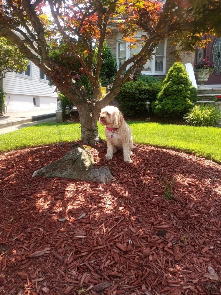 Trusted yard cleanup service for year-round maintenance in Passaic, NJ by Snow Removal & Landscaping by EDGAR