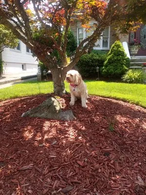 Snow Removal & Landscaping by EDGAR Logo