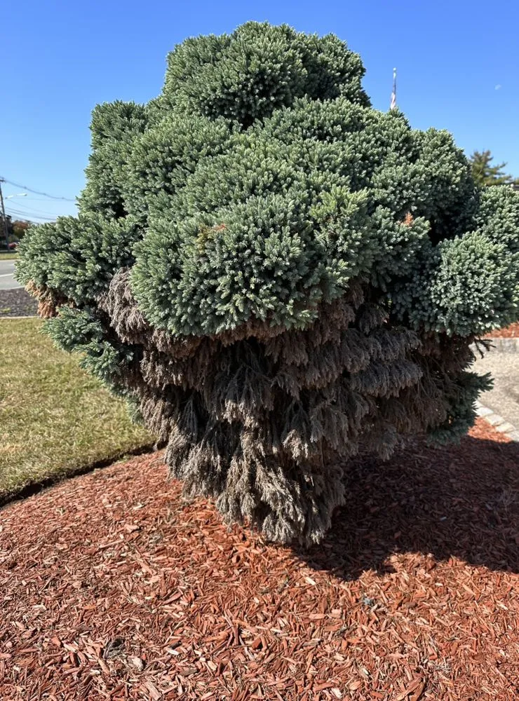 Reliable lawn mowing service for outdoor upgrades across East Hanover, NJ - SnowCat Seasonal Services