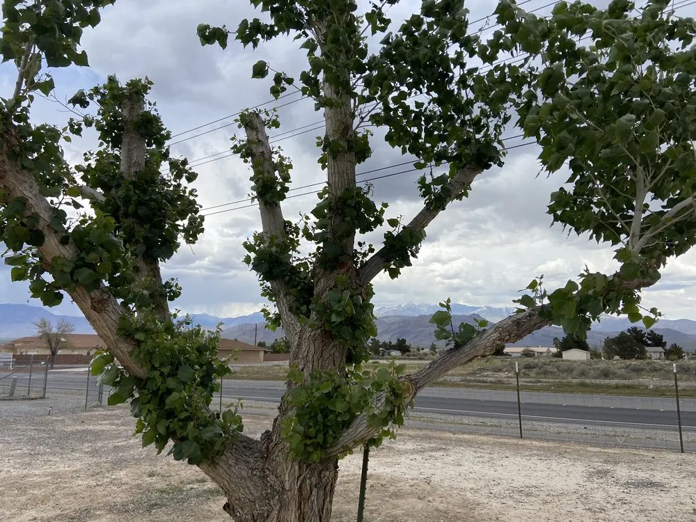 Local landscape design for homes in Pahrump, NV by Snowden Landscape