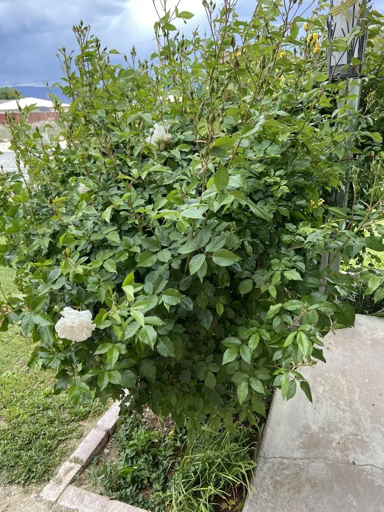 Reliable landscaping services in Pahrump, NV by Snowden Landscape