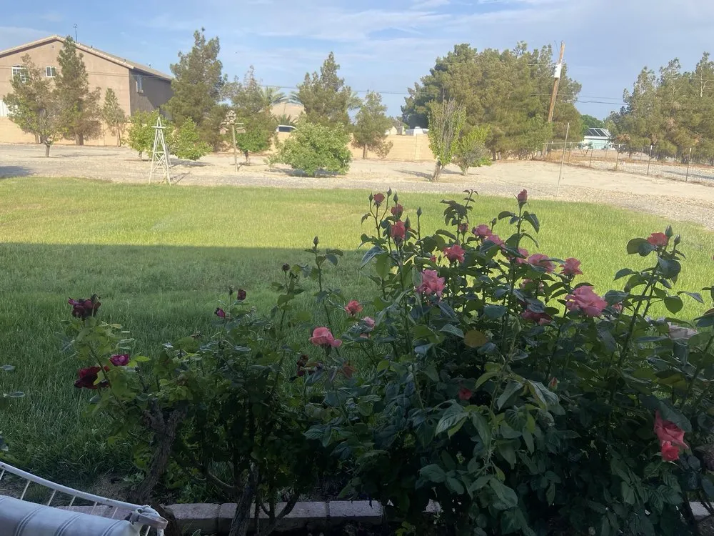 Reliable landscape installation for beautiful yards in Pahrump, NV by Snowden Landscape