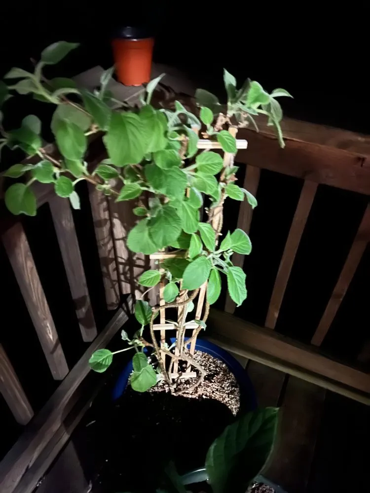 Expert yard maintenance experts serving Charlottesville, VA - Snow's Garden Center