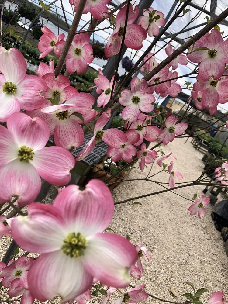 Affordable garden landscaping near you in Charlottesville, VA by Snow's Garden Center