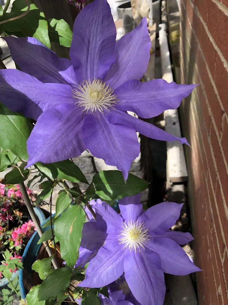 Local residential landscaping for year-round maintenance in Charlottesville, VA by Snow's Garden Center