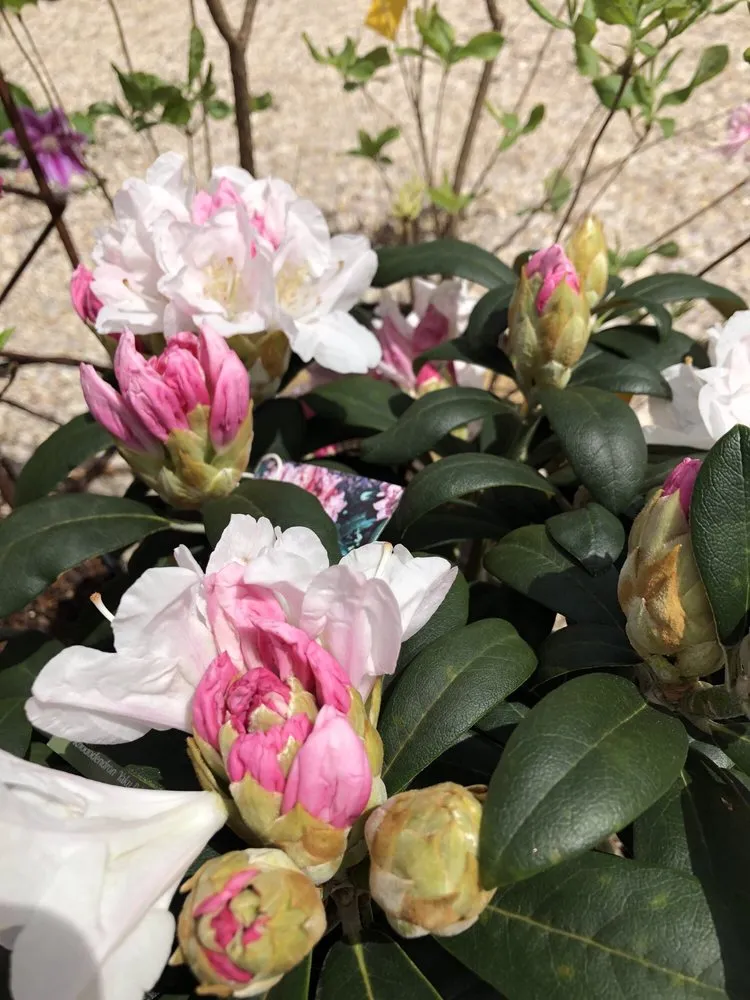 Professional landscape installation for residential properties in Charlottesville, VA by Snow's Garden Center