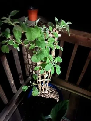 Snow's Garden Center Logo