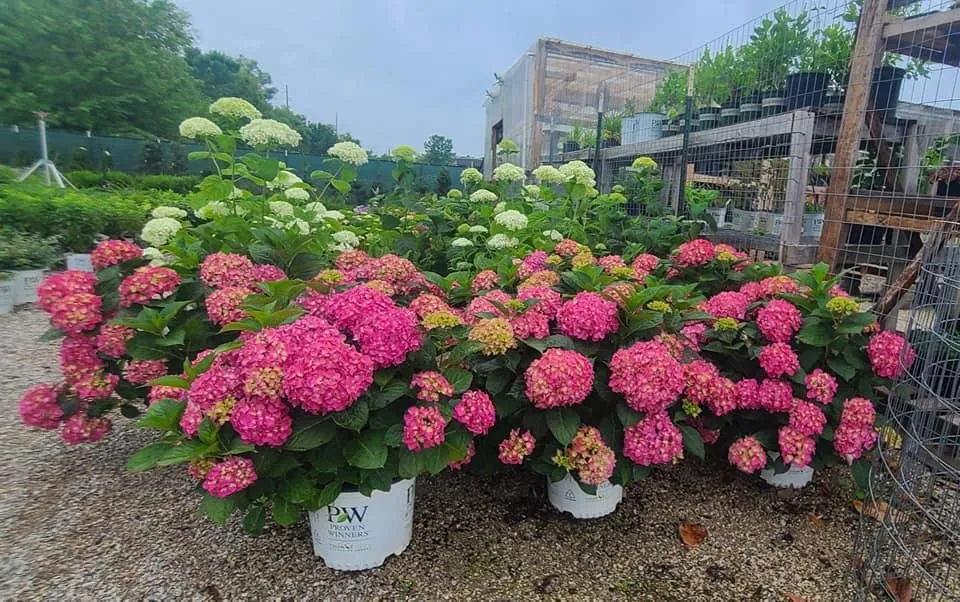 Top-rated landscape design for homes in Newburgh, IN by Snow's Landscape & Nursery