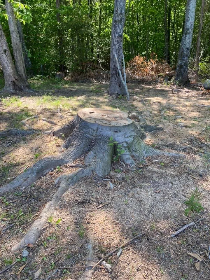 Top-rated landscape installation in Fountain Inn, SC by Snow’s Stump Services