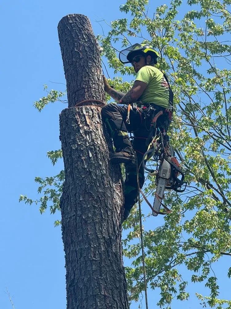 Local yard cleanup service in Gloucester Point, VA - Snows Tree Care & Outdoors