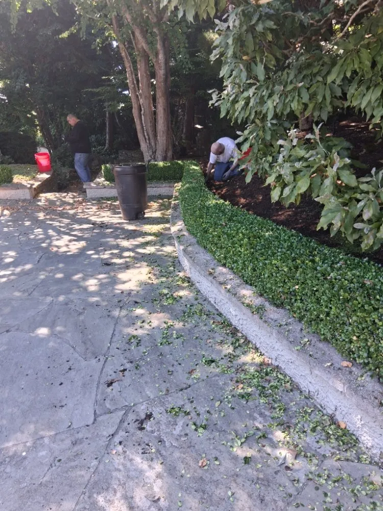 Affordable yard cleanup service in Custer, WA by SnR Surreal Services