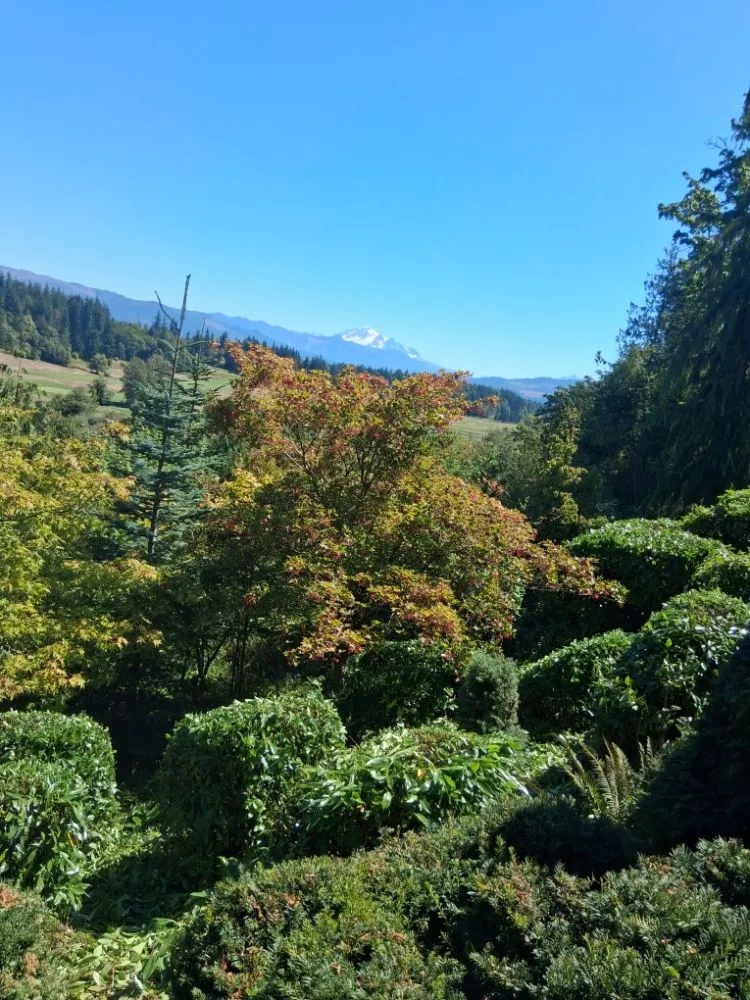 Affordable lawn care service in Custer, WA - SnR Surreal Services