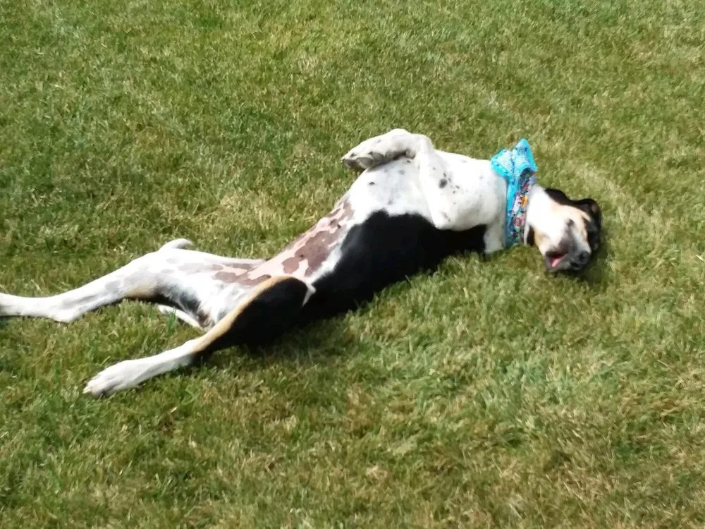 Expert garden landscaping in Santa Maria, CA - Snyder Landscaping