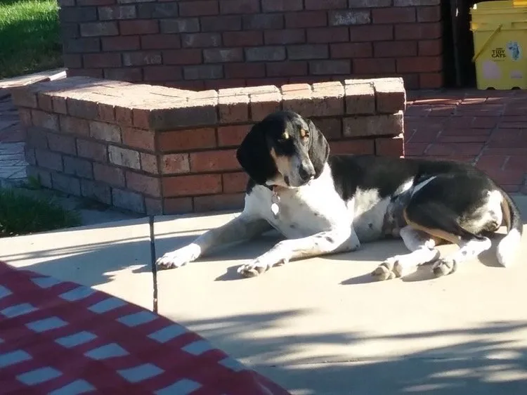 Professional outdoor landscaping with custom design across Santa Maria, CA - Snyder Landscaping