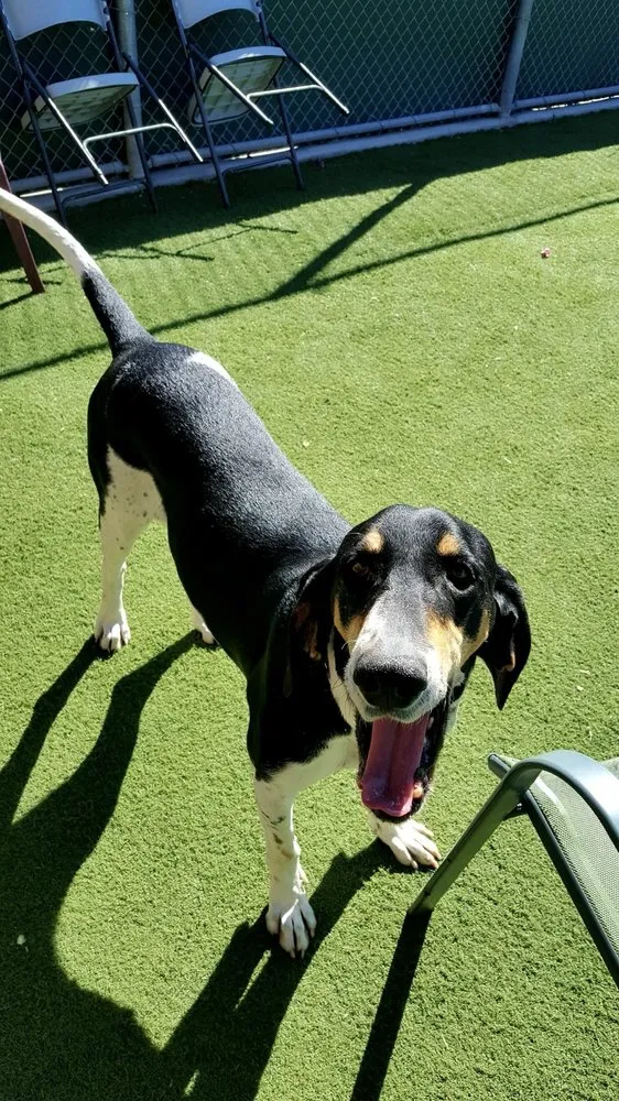 Local landscape installation for homes in Santa Maria, CA by Snyder Landscaping