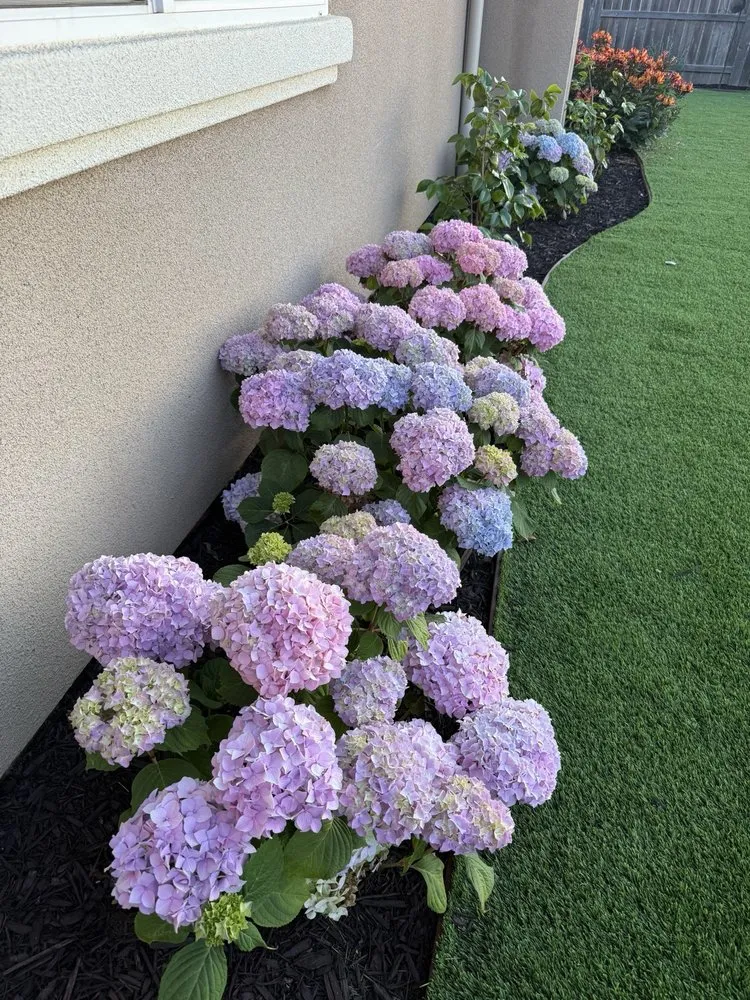 Expert lawn mowing service in Santa Maria, CA by Snyder Landscaping