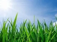 Expert lawn mowing service experts serving St. Augustine, FL - Snyder Lawn Care
