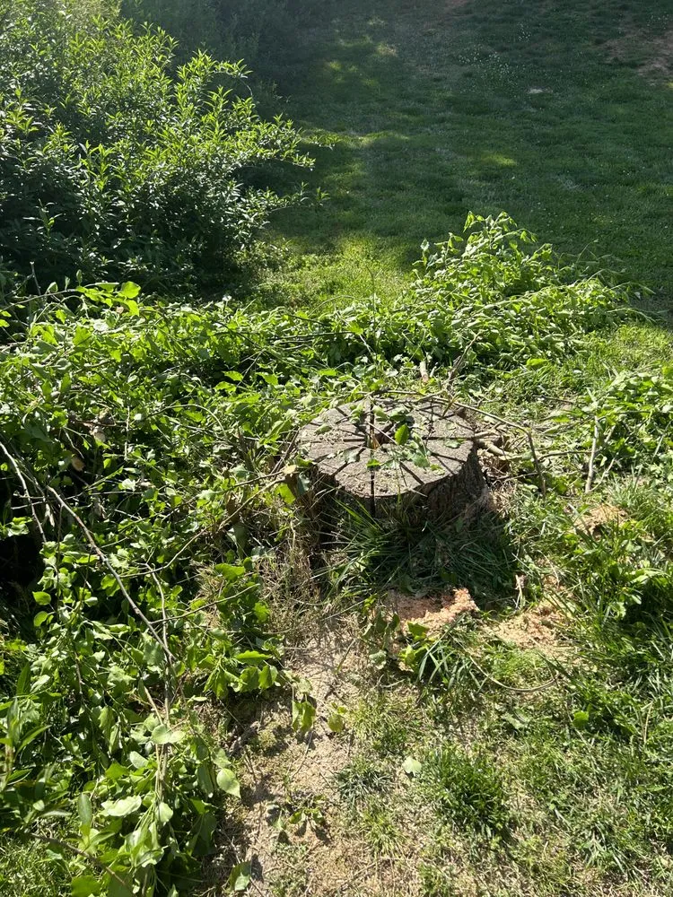 Expert landscaping services experts serving Yadkinville, NC - Snyders Stump Grinding