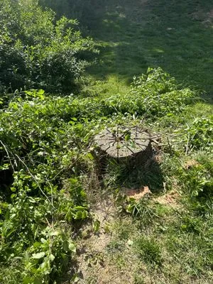 Snyders Stump Grinding Logo