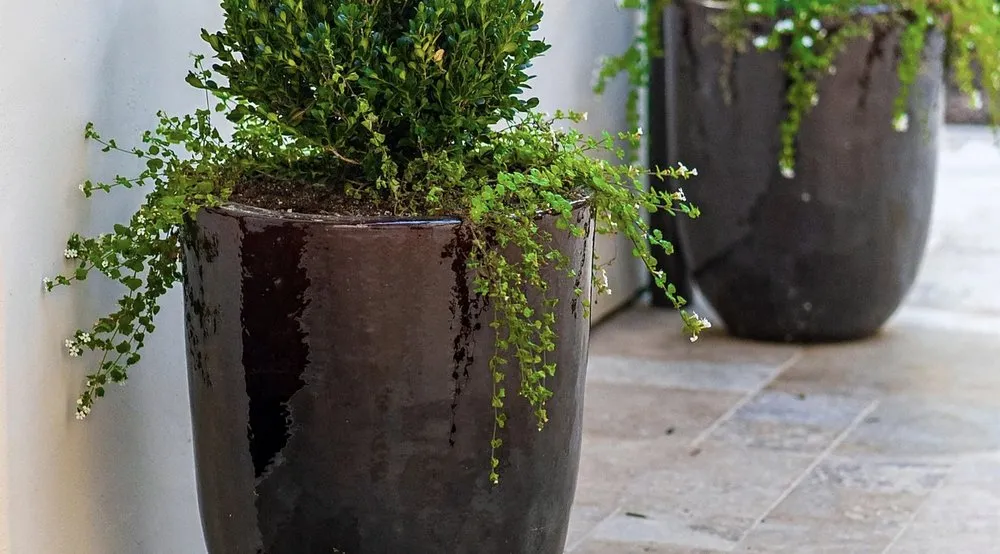 Reliable yard cleanup service with custom design across Laguna Beach, CA - So-Cal Landscape & Design