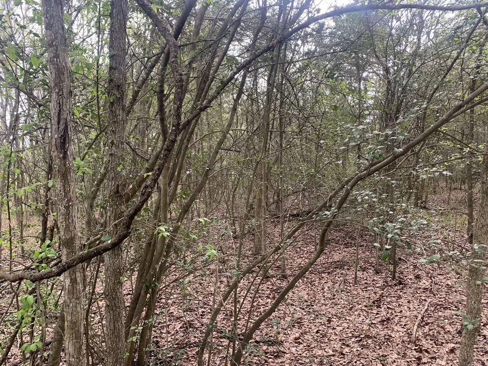 Custom landscape installation in Tomball, TX by So-Tex Underbrush Solutions