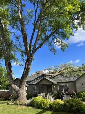 SO Yard & Tree Care Logo