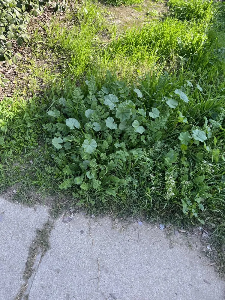 Trusted residential landscaping in Bakersfield, CA - Soa Grass