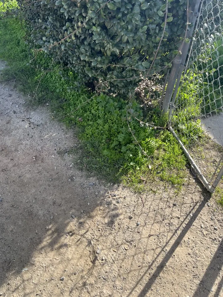 Local landscaping services for year-round maintenance in Bakersfield, CA by Soa Grass