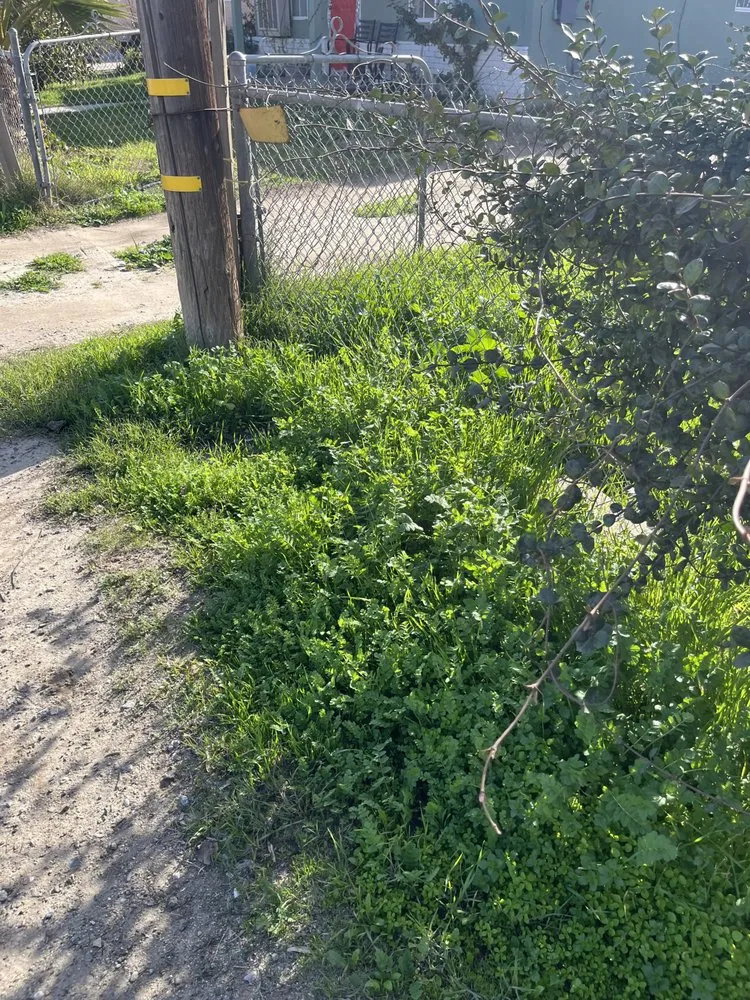 Professional landscape installation in Bakersfield, CA - Soa Grass