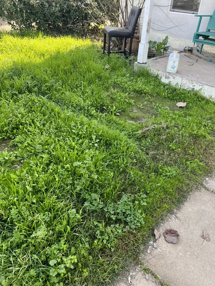 Professional landscaping services for residential properties across Bakersfield, CA - Soa Grass