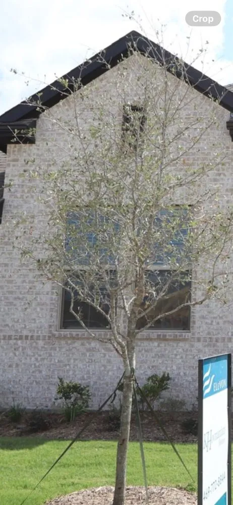 Affordable outdoor landscaping in Whitewright, TX by Soak'N'Grow