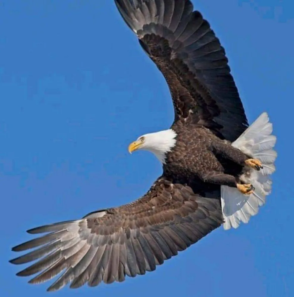 Professional lawn care service for year-round maintenance in Denham Springs, LA by Soaring Eagle Landscape Services