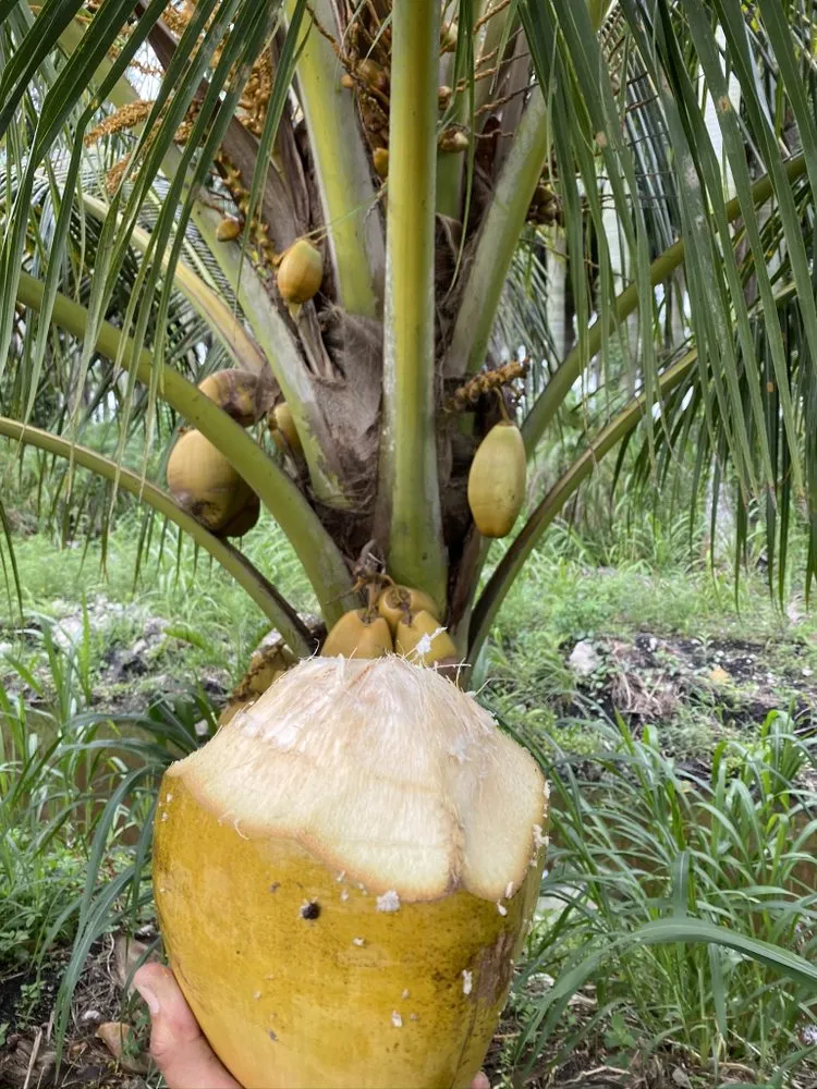 Custom landscape design for year-round maintenance across West Palm Beach, FL - Soberal Services