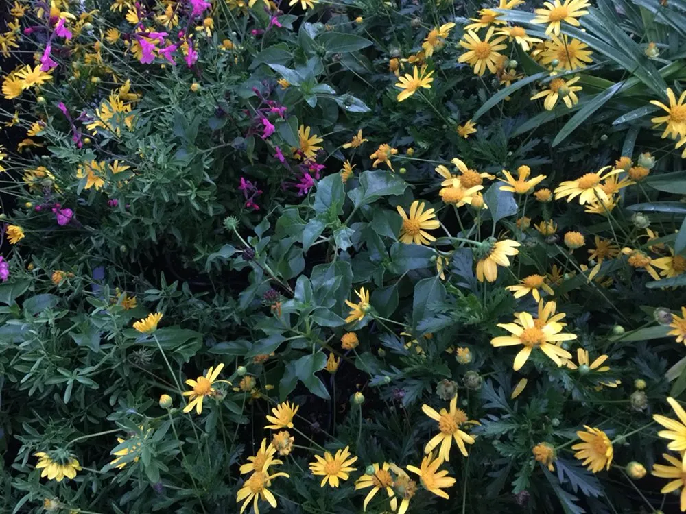 Local residential landscaping near you across West Palm Beach, FL - Soberal Services