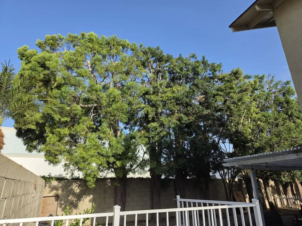 Trusted yard maintenance experts serving Fountain Valley, CA - Socal Arborists