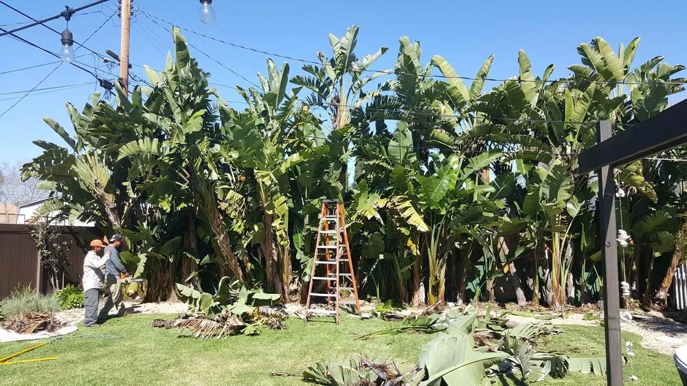 Reliable lawn care service near you across Fountain Valley, CA - Socal Arborists