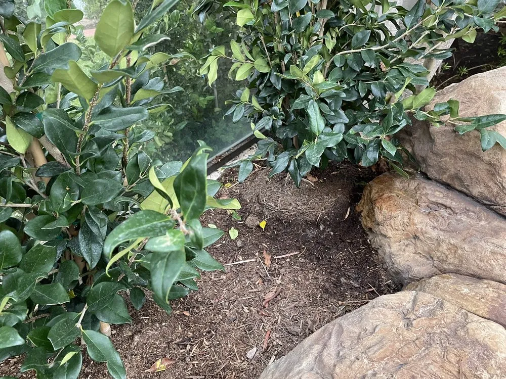 Top-rated garden landscaping in Fountain Valley, CA - Socal Arborists